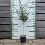 Tyčinkovec kopijovitolistý (Callistemon citrinus) ´LEAVIS´ - výška 130-140 cm, kont. C7L - VIACKMENNÝ, PLETENÝ KMEŇ, červený